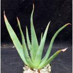 Aloe trigonantha 4-inch pots