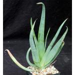 Aloe trigonantha 5-inch pots