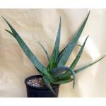 Aloe turkanensis 2-gallon pots