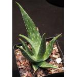 Aloe turkanensis one-gallon pots