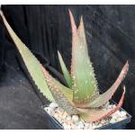 Aloe ukambensis 5-inch pots