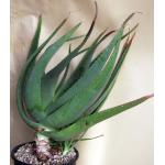 Aloe vacillans 2-gallon pots