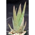 Aloe vacillans 4-inch pots