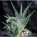 Aloe variegata 2-gallon pots