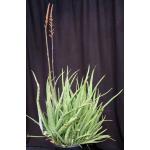 Aloe vera chinensis hybrid 5-gallon pots