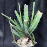 Aloe greatheadii var. davyana (verdoorniae) one-gallon pots