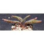 Aloe vogtsii 4-inch pots
