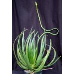 Aloe werneri 8-inch pots