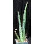 Aloe zebrina (Kaokoland, Namibia) 4-inch pots