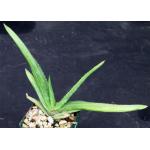 Aloe zebrina (transvaalensis) 4-inch pots