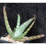 Aloe zebrina 5-inch pots