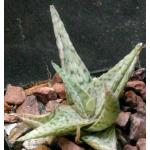 Aloe cv Dapple Green 3-inch pots