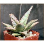 Aloe cv Pink Blush 4-inch pots