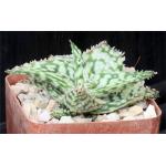 Aloe cv Snowstorm 4-inch pots
