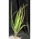 Aloe alfredii one-gallon pots