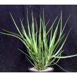 Aloe alfredii 2-gallon pots
