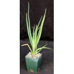 Aloe arborescens (yellow flowers) 4-inch pots