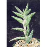 Aloe arenicola 4-inch pots