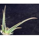 Aloe austroarabica 2-inch pots