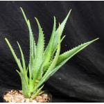 Aloe cameronii var. dedzana one-gallon pots
