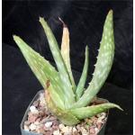Aloe citrina 5-inch pots