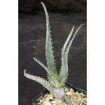 Aloe cv Diablo 5-inch pots