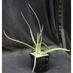 Aloe dawei 5-inch pots