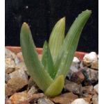 Aloe deltoideodonta var. fallax 3-inch pots
