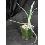Aloe divaricata 4-inch pots
