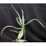 Aloe divaricata one-gallon pots