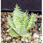 Aloe erinacea 2-inch pots
