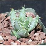 Aloe erinacea 4-inch pots