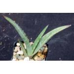 Aloe gilbertii 2-inch pots
