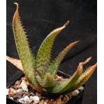 Aloe greatheadii var. greatheadii 5-inch pots
