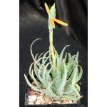 Aloe humilis (GM 417) 5-inch pots