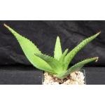 Aloe immaculata 5-inch pots