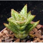 Aloe juvenna 4-inch pots
