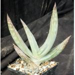 Aloe karasbergensis 4-inch pots