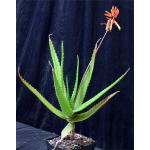 Aloe lensayuensis (WY 1185, Marsabit, Kenya) one-gallon pots