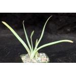 Aloe lineata (Strap Form) 4-inch pots