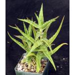 Aloe morijensis 4-inch pots