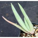 Aloe plicatilis 2-inch pots