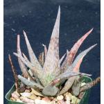 Aloe rauhii x Blue Hawaii 4-inch pots