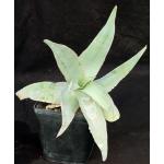 Aloe reynoldsii one-gallon pots