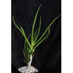 Aloe rivierei 5-inch pots