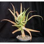 Aloe scorpiodes 2-gallon pots