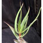 Aloe spicata 5-inch pots