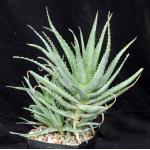 Aloe spinosissima one-gallon pots