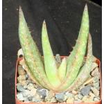 Aloe tomentosa 4-inch pots