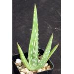 Aloe turkanensis 2-inch pots